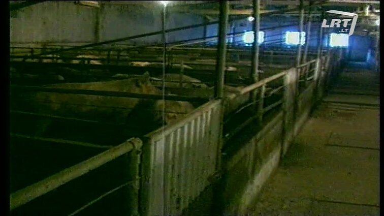 Panoramos archyvai. Kiaulių perteklius