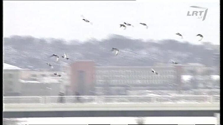 Panoramos archyvai. Juozapinės