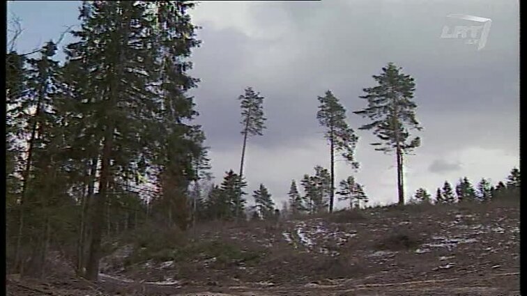 Panoramos archyvai. Miškų problemos