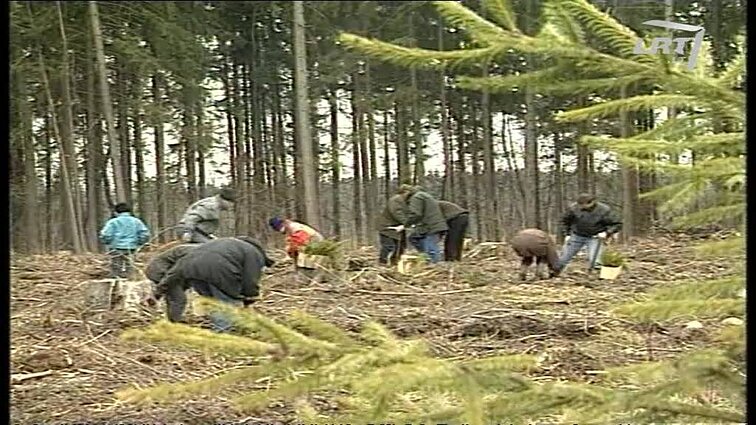 Panoramos archyvai. Miškų atkūrimas