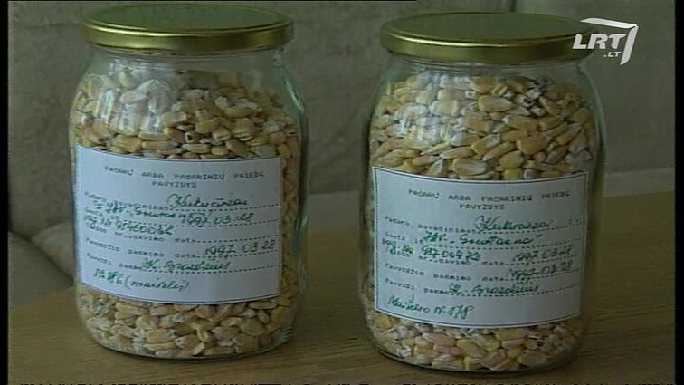 Panoramos archyvai. Užkrėsti kukurūzai