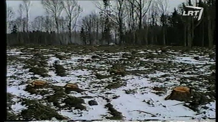 Panoramos archyvai. Miško kirtimas