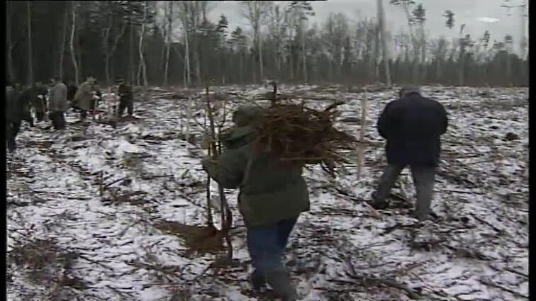 Panoramos archyvai. Rašytojai sodina ąžuolus