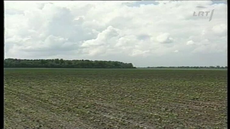Panoramos archyvai. Cukrinių runkelių sėkla