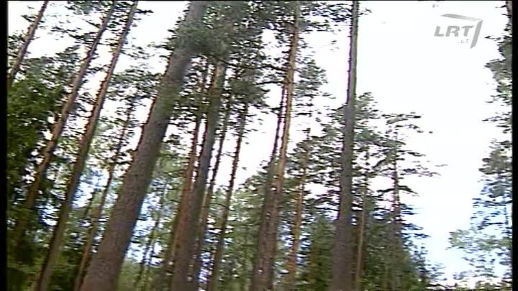 Panoramos archyvai. Privačių miškų tvarkymas