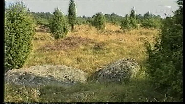 Panoramos archyvai. Šauklių tundra