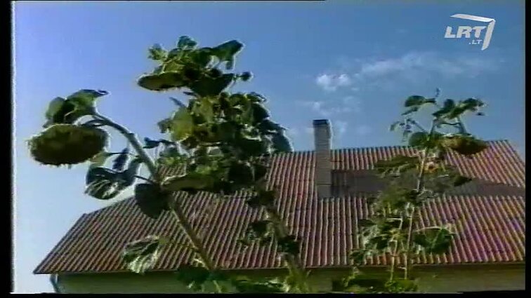 Panoramos archyvai. Saulėgrąža