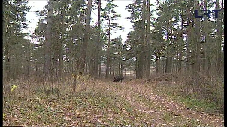 Panoramos archyvai. Privačių miškų kooperatyvas