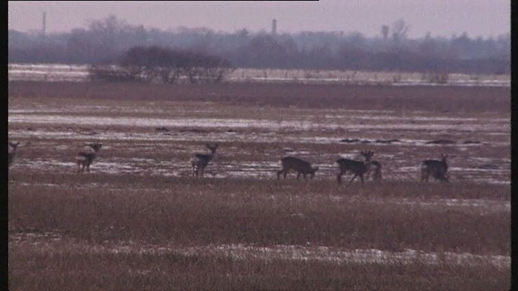 Pyragų nebus be noragų