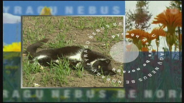 Pyragų nebus be noragų