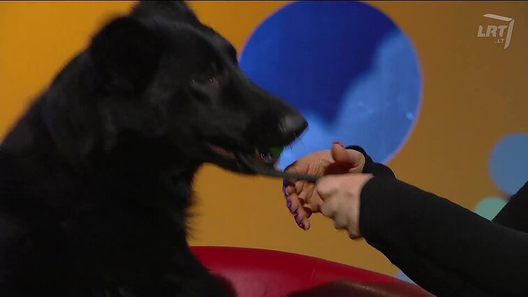 Labanaktukas. - 2016.04.29