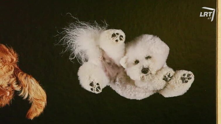 Andrius Burba: pasaulyje išgarsėjęs gyvūnų fotografas