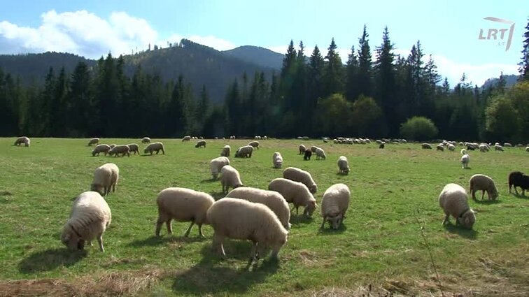Mažesnieji broliai. Pranciškonų kelias Lietuvoje.