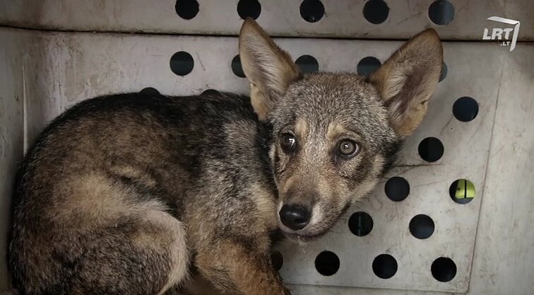 Gamtos inspektoriai.