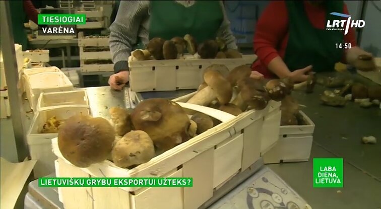 Laba diena, Lietuva