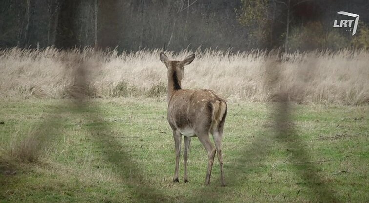 Gamtos inspektoriai. - 2017.11.17