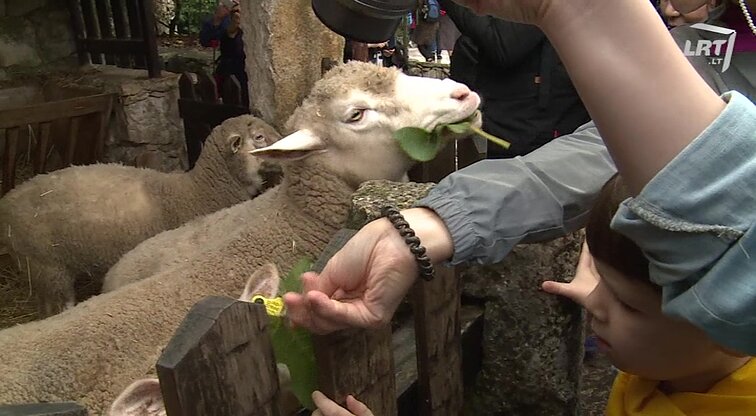 Šventadienio mintys. - 2017.11.19