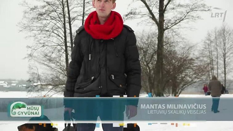 Mūsų gyvūnai. - 2018.02.11 Lietuvių skalikai - mūsų pasididžiavimas!