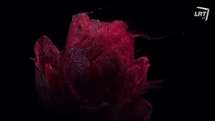 LRT studija „Kino pavasaryje 2018“.