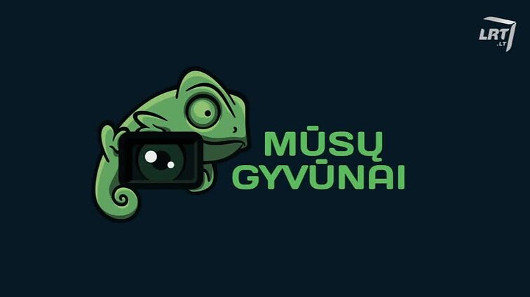 Mūsų gyvūnai Burmilos veislės katinas Enzo iš Druskininkų. Pradžiamokslis apie alpakas. Linos Žutautės augintiniai.