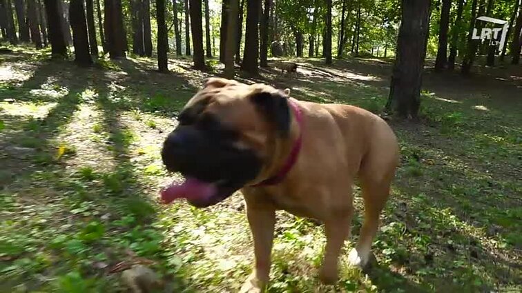 Mūsų gyvūnai. Frisbio sporto varžybos. Raudondvario oranžerijos ara Leonardas. Lietuvoje gyvenantys vorai. Bulmastifai.