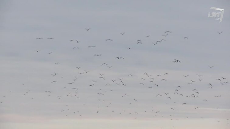 Ryto suktinis su Zita Kelmickaite. Seniesiems Rusnės žvejų priesakams ištikimi