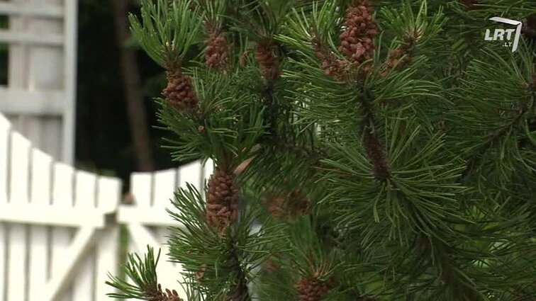 Kokie keliai veda į ramybę ir gerą savijautą.