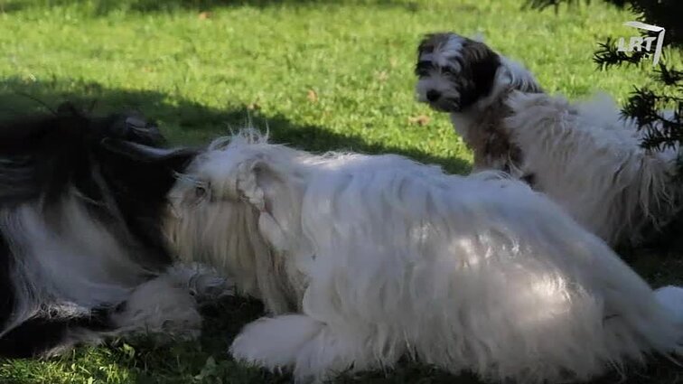 Mūsų gyvūnai Nuotaikingi kompanjonai Tibeto terjerai. Žąsys, kurioms negresia būti iškeptoms. Nuodingi mūsų gyvūnams naminiai augalai.