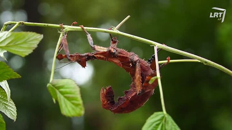 Mūsų gyvūnai. Atsinaujinusio Lietuvos jūrų muziejaus įdomybės. Skulptoriaus S. Plotnikovo augintiniai. Eukaliptinė gyvalazdė.