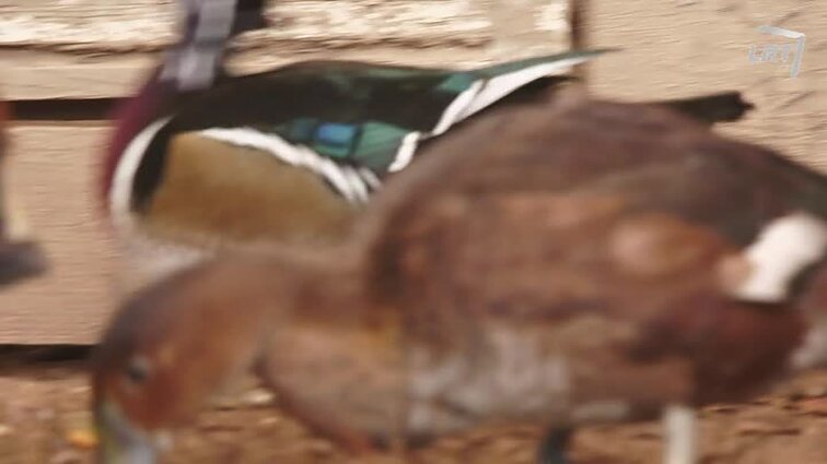 Mūsų gyvūnai. Sparnuotas dvidešimtmečio pomėgis. Ištvermės jojimo prizininkė U. Zaleckienė. Žaliasis medžių pitonas. Menkės, aukšlės ir kilbukai.