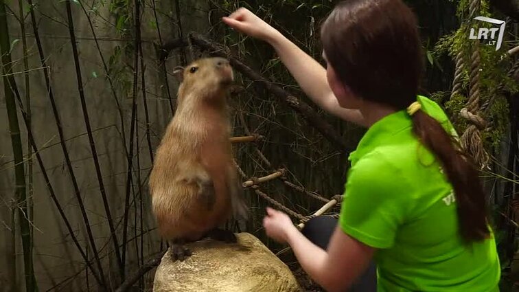 Mūsų gyvūnai. M. Jampolskio 5 augintiniai. Dresuota kapibara. Mandarininės antys. Gėlavandenės Lietuvos žuvys.