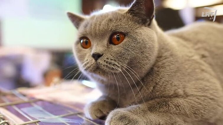 Mūsų gyvūnai. Kokie akvariumai tinka biurams? Ar katės moka kerštauti? Žalieji anoliai.