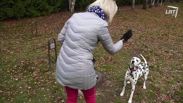 Mūsų gyvūnai. Dalmatinai. Grafiko B. Rudžio augintinis. Mokslininkai apie tarakonus. Žuvys biuro akvariumui.