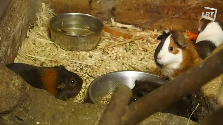 Mūsų gyvūnai. Kaip privilioti į lesyklą paukščius? Raganosės iguanos iš Prancūzijos. Jūrų kiaulyčių priežiūra žiemą.