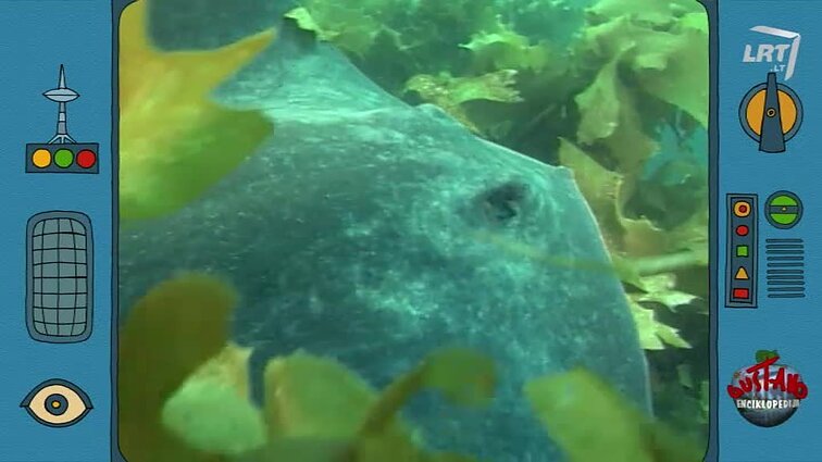 Vištienos kukulaičiai