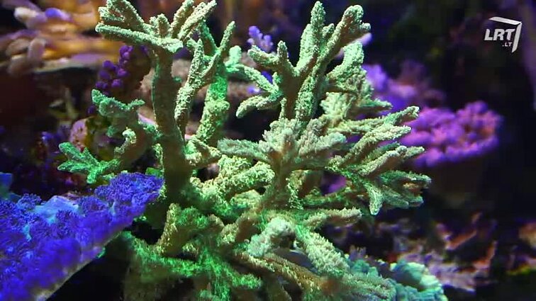 Mūsų gyvūnai. Jūrinis akvariumas namuose. Rašytojo R. Sadausko ,,Katino dienos“. Spalvingieji fazanai.