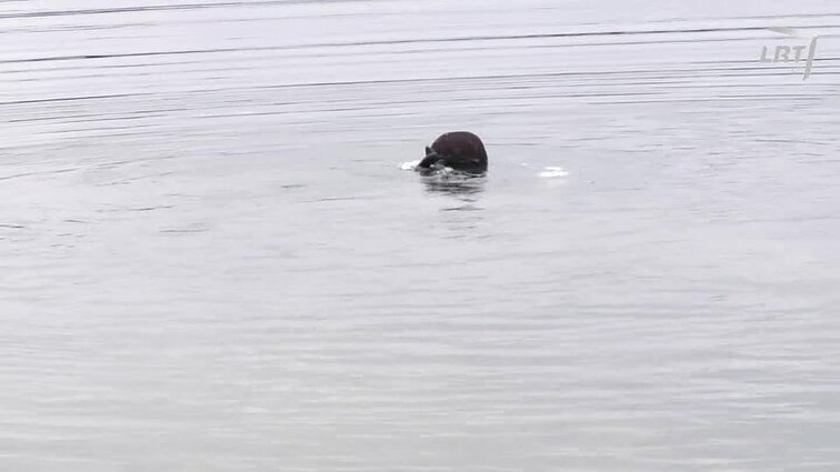 Nacionalinė paieškų tarnyba