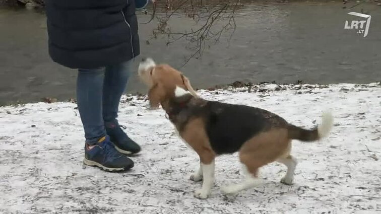 Mūsų gyvūnai. Bigliai – veislės pristatymas. Vietnamo kiaulaitė Zuzana negali gyvent be bananų. Reportažas iš tarptautinės kačių parodos.