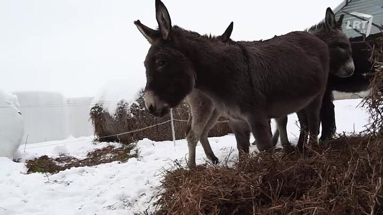Mūsų gyvūnai. A. Giržado šuo Zipas. Paukščiai, žiemojantys Vilniaus Vingio parke. Asilų iš Jurbarko rajono istorijos.