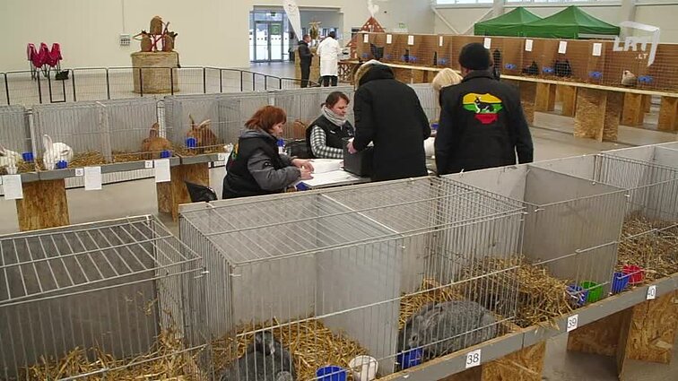 Mūsų gyvūnai. Įspūdingos vištos, žąsys, antys ir milžiniški triušiai. Auksinės žuvytės. Naujovės kačių ir šunų augintojams. Interaktyvus paukščių žemėlapis.