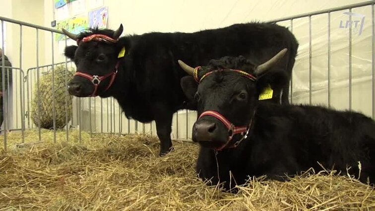 Mūsų gyvūnai. VI-oji paukščių ir gyvūnų paroda, kur pasiekta rekordų. Medlaipės varlės. Gyvenimas su dideliais šunimis.