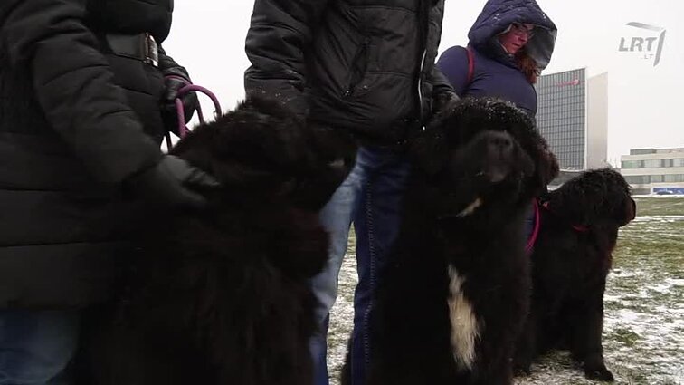 Mūsų gyvūnai. Niūfaundlendų veislės pristatymas. Paukščių top 5. Mobilioji programėlė ,,GetPet“. Akcijos ,,Parodyk augintiniui eglutę" atgarsiai.