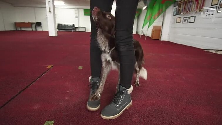 Mūsų gyvūnai Aviuko Zoro triukai. Paslaptingieji ežerų šamai. Koncertas ,,Muzika už gyvūnus“. Kaip paauglė dresuoja šunį.