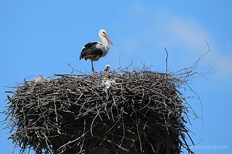 Gandriukas kelia galvą