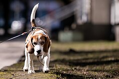 Pavasariški orai Vilniuje Pavasariški orai Vilniuje