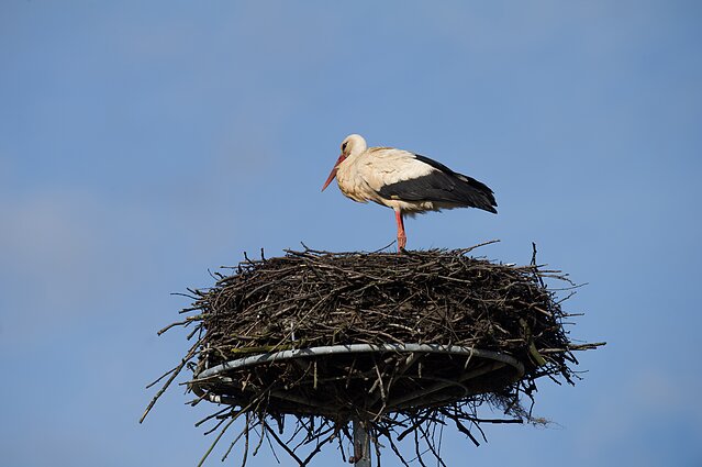Radijo popietė. Ar pakanka dėmesio mūsų nacionaliniam paukščiui?