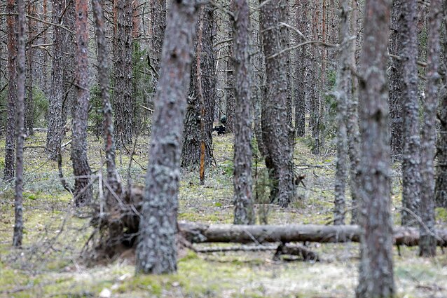 Žinios. Nausėda lankosi Pabradės poligone: svarbu užtikrinti gynybinių pajėgumų integraciją su sąjungininkais