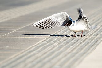 Pavasariški orai Vilniuje Pavasariški orai Vilniuje