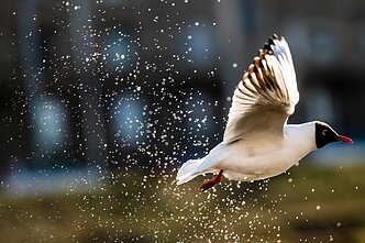 Pavasariški orai Vilniuje