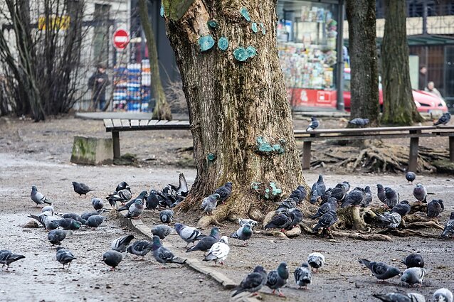 Lesinantieji laukinius paukščius kitąmet gali sulaukti baudų